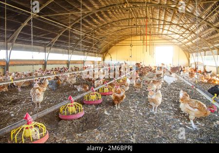 Bio-Hühnerzucht in ihren Tierheimen Stockfoto