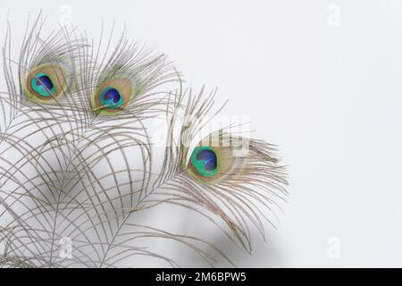 Pfauenfeder isoliert auf weiss Stockfoto