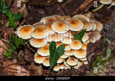 Geclusterter Waldfreund, Hypholoma fasciculare, Katalonien, Spanien Stockfoto