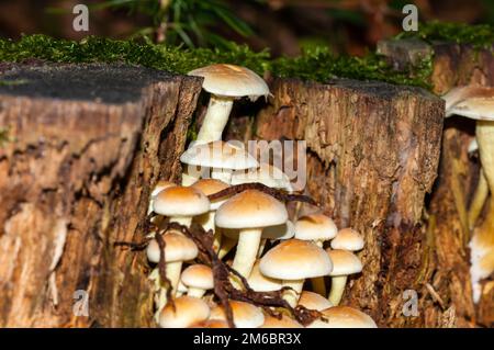 Geclusterter Waldfreund, Hypholoma fasciculare, Katalonien, Spanien Stockfoto