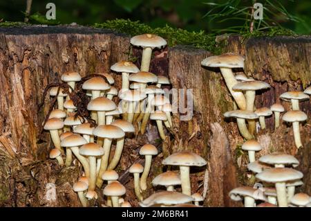 Geclusterter Waldfreund, Hypholoma fasciculare, Katalonien, Spanien Stockfoto