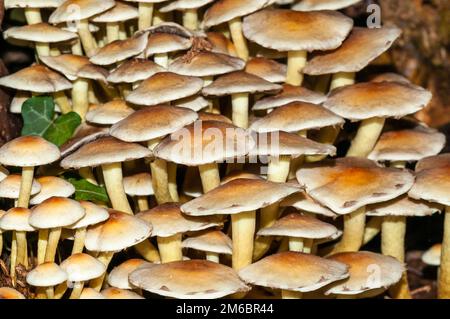 Geclusterter Waldfreund, Hypholoma fasciculare, Katalonien, Spanien Stockfoto