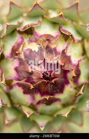 Herrschaftlicher Cardoon, Cynara Cardunculus, Artischockendistel, in guter Sonne. Natürliches, farbenfrohes Porträt mit Gartenblumen aus der Nähe Stockfoto