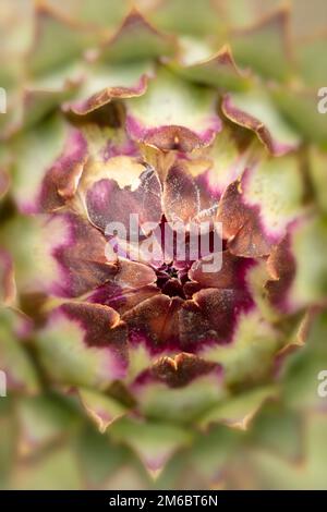 Herrschaftlicher Cardoon, Cynara Cardunculus, Artischockendistel, in guter Sonne. Natürliches, farbenfrohes Porträt mit Gartenblumen aus der Nähe Stockfoto