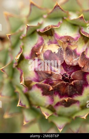 Herrschaftlicher Cardoon, Cynara Cardunculus, Artischockendistel, in guter Sonne. Natürliches, farbenfrohes Porträt mit Gartenblumen aus der Nähe Stockfoto