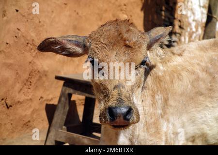 Jungrinder starren Stockfoto