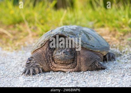 Gewöhnliche Schnappschildkröte Stockfoto