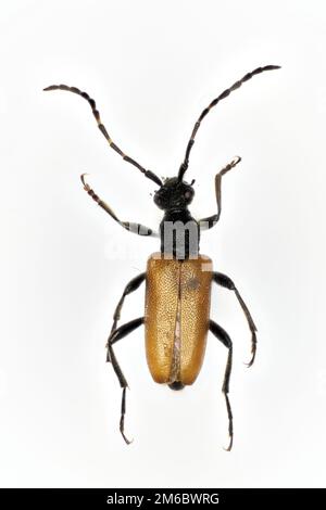 Der Longhornkäfer (Stenurella melanura) ist eine Käferart, die zur Familie der Cerambycidae gehört. Stockfoto