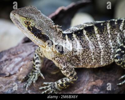 Australischer Wasserdrache Lizard on Rock Stockfoto