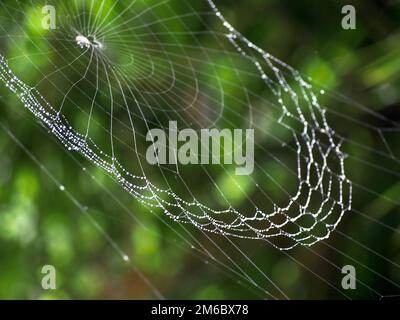 Spider Web mit Dew-Tröpfchen Stockfoto