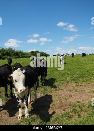 Kühe grasen auf einem Feld Stockfoto