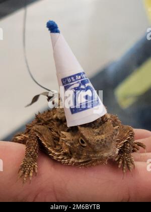 Heute ist der Tag der Erde! Es gibt keinen besseren Weg, ihn zu feiern, als mit Tinkers offiziellem Maskottchen, den Texas Horned Eidechsen. Stockfoto