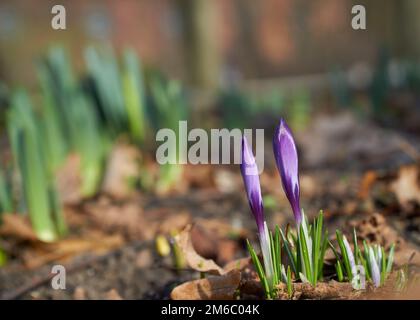 Magenta-Crocus-Blüten blühen im Frühling Stockfoto