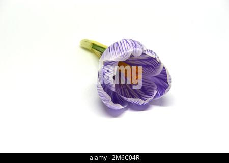 Krokusse auf weißem Hintergrund Stockfoto