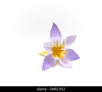Krokusse auf weißem Hintergrund Stockfoto