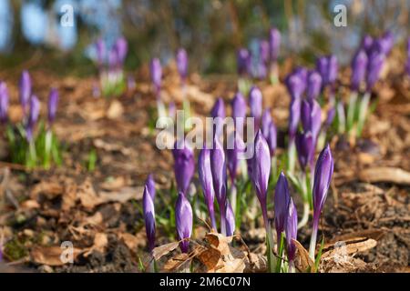 Magenta-Crocus-Blüten blühen im Frühling Stockfoto