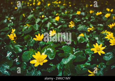 Blühende hellgelbe Marsh Marigold Caltha palustris , Hintergrund Stockfoto