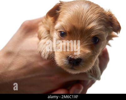 Havaneser Welpen schaut in die Kamera mit der Zunge heraus Stockfoto
