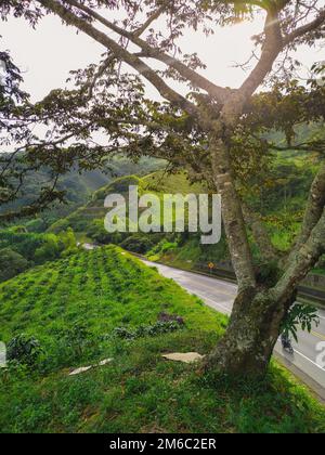 Guamobaum befindet sich an einer kolumbianischen Straße neben einer Kaffeeplantage, typische Landschaft in einem kolumbianischen Sonnenuntergang. Stockfoto