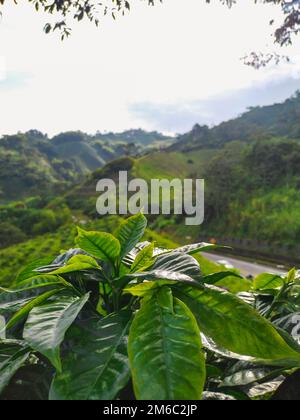 Kaffeeplantage in der kolumbianischen Kaffeeanbauregion, Kaffeeblätter aus der Nähe zu sehen. kolumbianische ländliche Landschaft Stockfoto