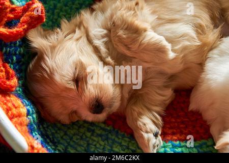 Kleine Havaneser Welpen schlafen im Bett. Stockfoto