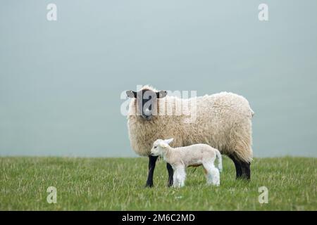 Ein Mutterschaf und ihr Neugeborenes Lamm auf der East Sussex South Downs im Frühling. Stockfoto