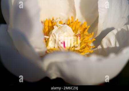 Blühende rosa Pfingstrose in einem botanischen Garten, blühende rosa Pfingstrosen. Nahaufnahme. Stockfoto