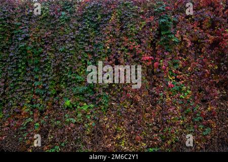 Zaun überwuchert mit wilden Trauben. Hintergrund Gruppe Herbst bunte Blätter. Stockfoto