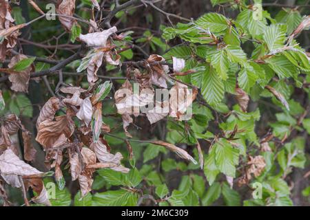 Kupferbuche (Fagus sylvatica atropurpurea) Blattfarbveränderung im Frühling. Nahaufnahme Stockfoto