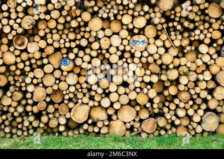 Holzstoß protokolliert Stümpfe in einem Wald. Stockfoto