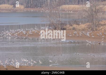 Hunderte und mehr Sandhügelkrane, Enten und weiße Pelikane wandern im Winter in das Hiwassee Wildschutzgebiet in Dayton, Tennessee Stockfoto