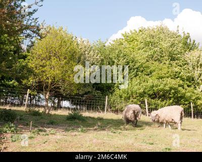 Zwei Schafe, die sich an einem Sommernachmittagstag auf einem Feld ausruhen und weiden, mit dem Rücken zur Kamera Stockfoto