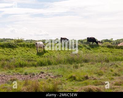 Mehrere Kühe auf dem Hügel auf einem Pfad auf dem Land landeten mit Gras, das ohne Menschen und Himmel weidet und Milchkühe isst Stockfoto