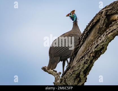 Eine helmige Guineafowl (Numida meleagris), die auf einem Baumstamm steht. Kruger-Nationalpark, Südafrika. Stockfoto