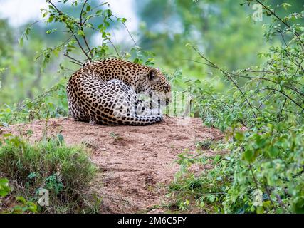 Ein afrikanischer Leopard (Panthera pardus pardus), der auf einem termit-Berg ruht. Kruger-Nationalpark, Südafrika. Stockfoto