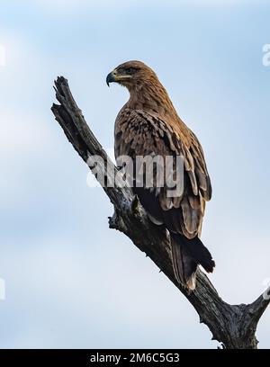 Ein Tawny Eagle (Aquila rapax) hoch oben auf einem toten Ast. Kruger-Nationalpark, Südafrika. Stockfoto