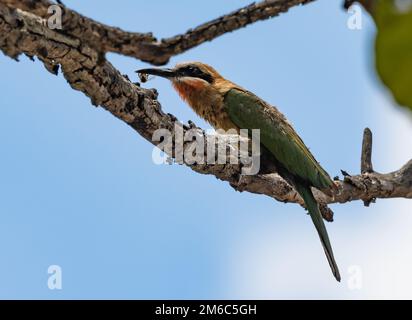 Ein Weißfrontfresser () mit einem Insektenfang. Kruger-Nationalpark, Südafrika. Stockfoto