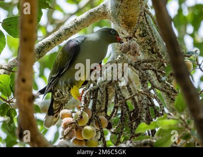 Eine afrikanische Grüne Taube (Treron calvus), die sich von Früchten ernährt. Kruger-Nationalpark, Südafrika. Stockfoto