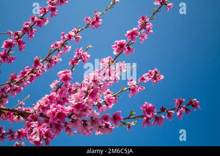 Nahaufnahme der Blüte Pfirsich Stockfoto