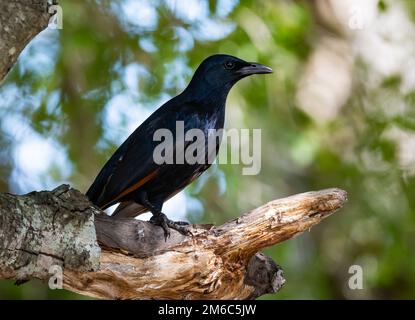 Ein Rotflügelsternenling (Onychognathus morio) auf einem Ast. Kruger-Nationalpark, Südafrika. Stockfoto