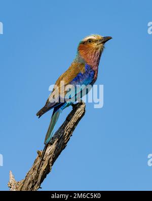 Ein lila-brüstender Roller (Coracias caudatus) auf einem Ast. Kruger-Nationalpark, Südafrika. Stockfoto