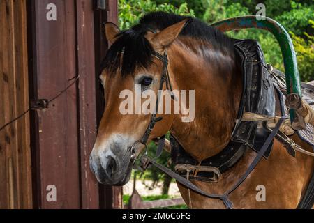 Kopf eines braunen Pferdes mit schwarzer Mähne, Joch und Bogen Stockfoto