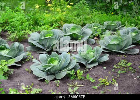 Junger Kohl wächst im privaten Garten Stockfoto