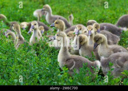 Junge Gänse stehen in Grasgrün Stockfoto