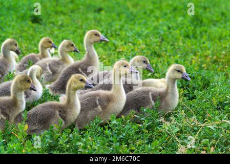 Junge Gänse gehen in Grasgrün Stockfoto