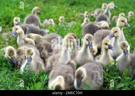 Junge Gänse stehen in Grasgrün Stockfoto