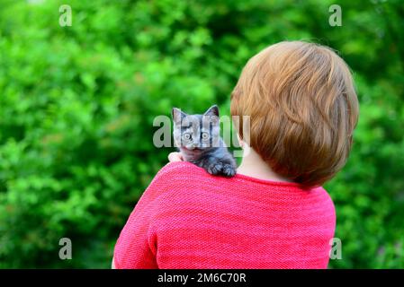 Das blaue schottische Kätzchen sitzt auf der Schulter der Frau. Im Freien Stockfoto