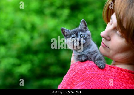 Das blaue schottische Kätzchen sitzt auf der Schulter der Frau. Im Freien Stockfoto