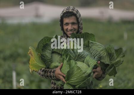 Gaza-Stadt, Palästina. 03. Januar 2023. Ein palästinensischer Bauer erntet Kohl auf einem Feld in Beit Lahiya im nördlichen Gazastreifen. (Foto: Mahmoud Issa/SOPA Images/Sipa USA) Guthaben: SIPA USA/Alamy Live News Stockfoto