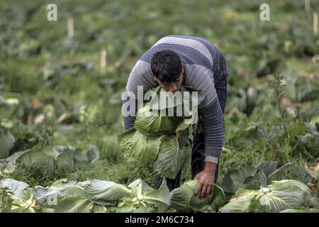 Gaza-Stadt, Palästina. 03. Januar 2023. Ein palästinensischer Bauer erntet Kohl auf einem Feld in Beit Lahiya im nördlichen Gazastreifen. (Foto: Mahmoud Issa/SOPA Images/Sipa USA) Guthaben: SIPA USA/Alamy Live News Stockfoto